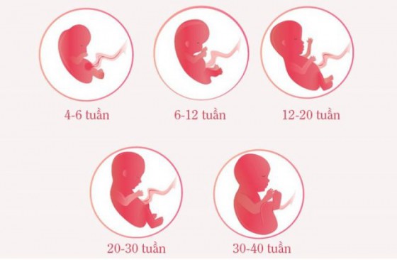 Bảng cân nặng chuẩn của thai nhi