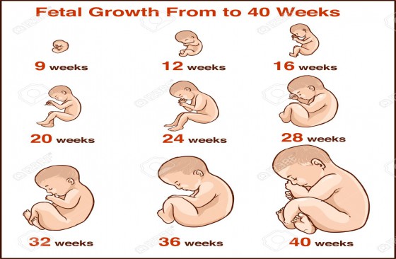 Các giai đoạn phát triển của thai nhi